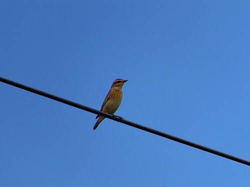 Whinchat