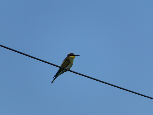 European Bee-eater