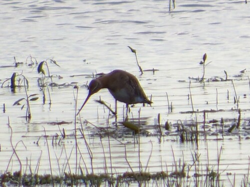 Black-tailed Godwit