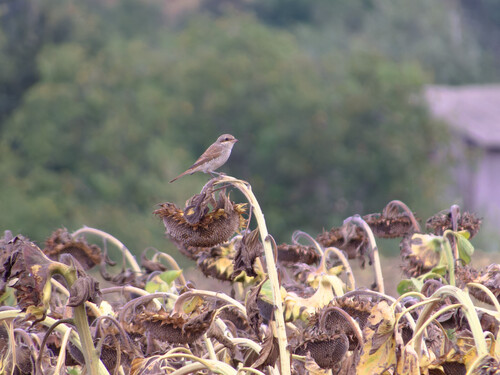 Red-backed Shrike