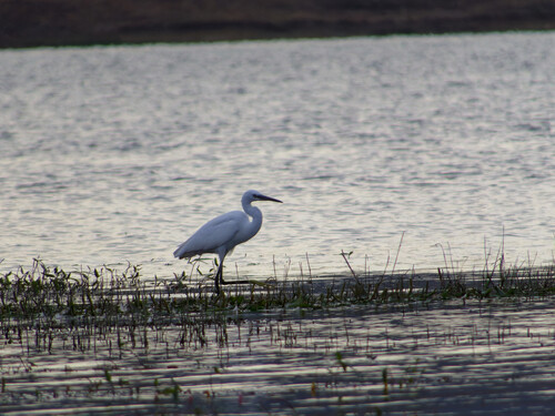 Little Egret