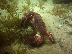 Nectocarcinus integrifrons