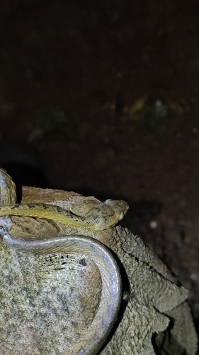 Beddome's Cat Snake