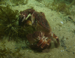 Nectocarcinus integrifrons