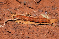 Cordyceps cranstounii