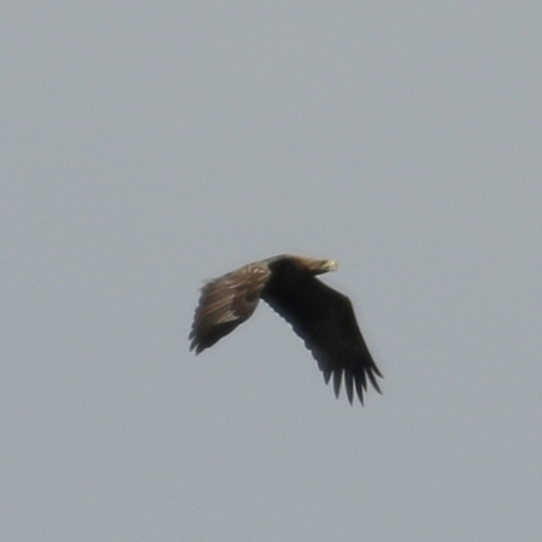 White-tailed Eagle