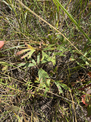 prairie pasqueflower