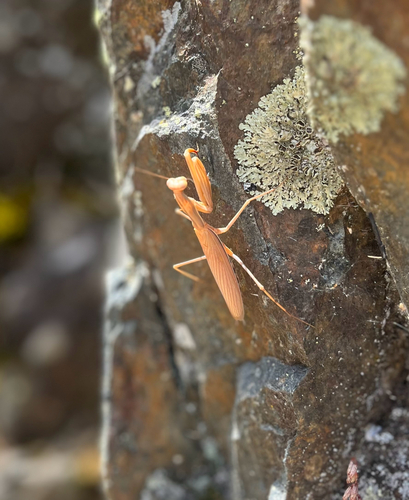 European Mantis