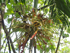 Ptychosperma propinquum