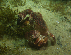 Nectocarcinus integrifrons