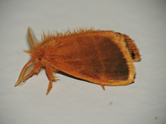 Euproctis lucifuga