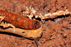 Cordyceps cranstounii