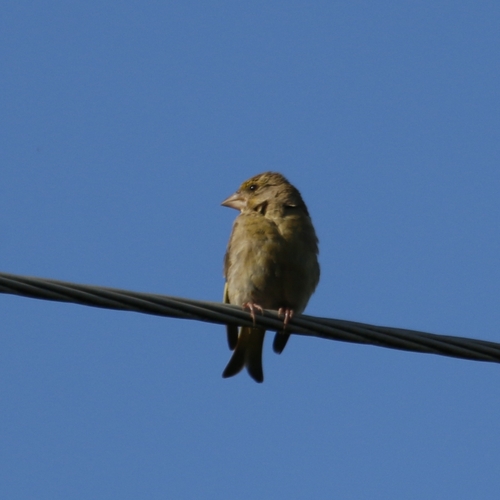 European Greenfinch
