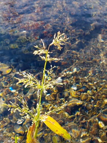 Catabrosa aquatica observed 2026-08-30