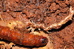 Cordyceps cranstounii