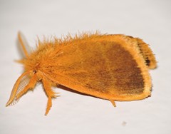Euproctis lucifuga
