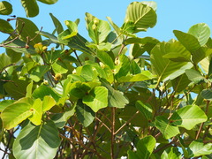 Neonauclea reticulata