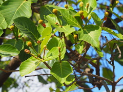 Neonauclea reticulata