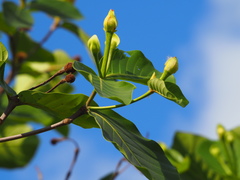 Neonauclea reticulata