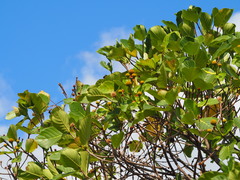 Neonauclea reticulata