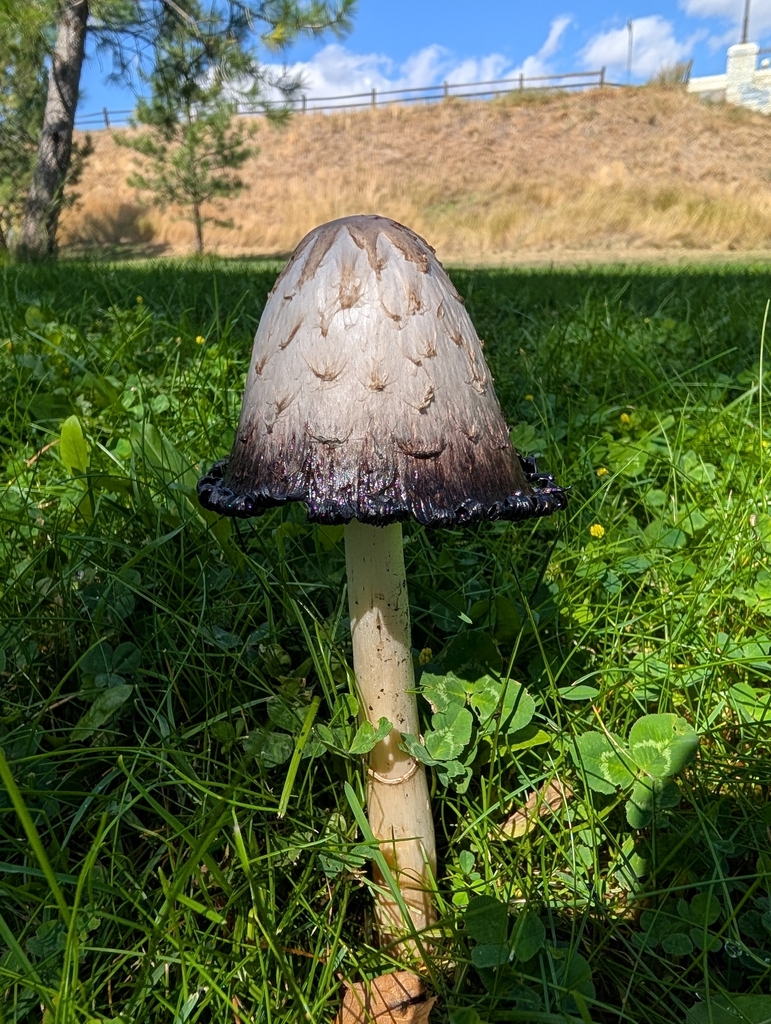 Shaggy Mane · August 2026 · photo: Photo: (c) Britt Wren, some rights reserved (CC BY) · iNaturalist