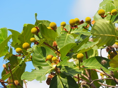 Neonauclea reticulata