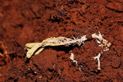 Cordyceps cranstounii