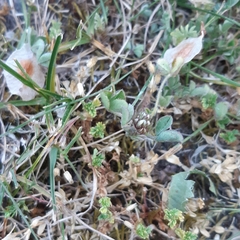 Trifolium scabrum