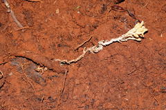 Cordyceps cranstounii