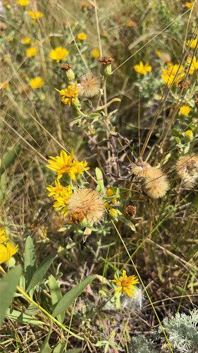 Hairy False Goldenaster