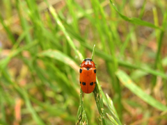 Tituboea sexmaculata