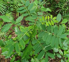 Senna acclinis