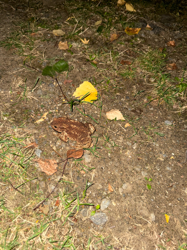 European Toad