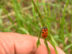 Tituboea sexmaculata