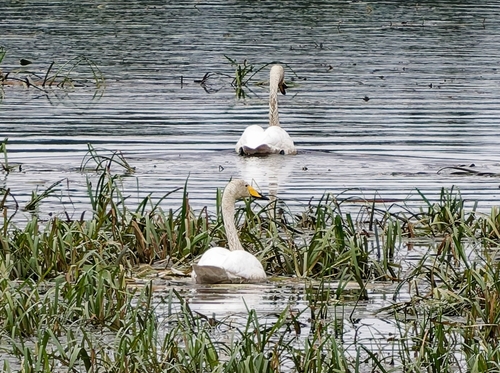 Whooper Swan