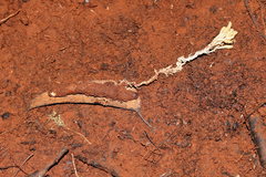 Cordyceps cranstounii