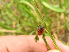 Tituboea sexmaculata