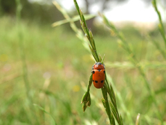 Tituboea sexmaculata