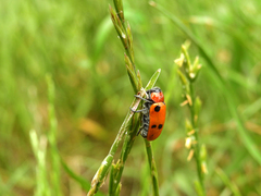 Tituboea sexmaculata