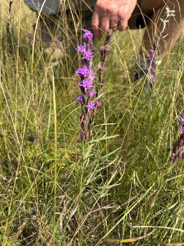 dotted gayfeather