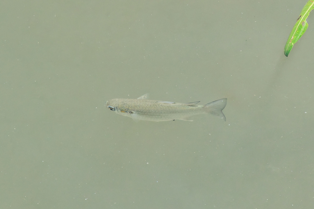 Brown-backed Mullet