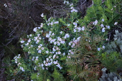 Lobostemon glaucophyllus