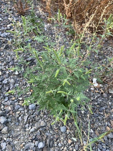 common ragweed