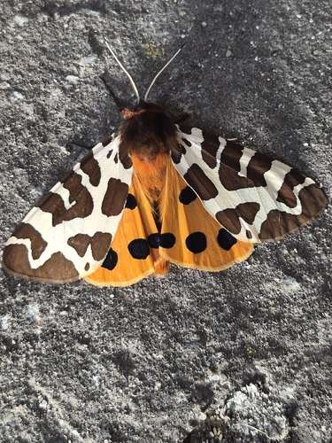 Garden Tiger