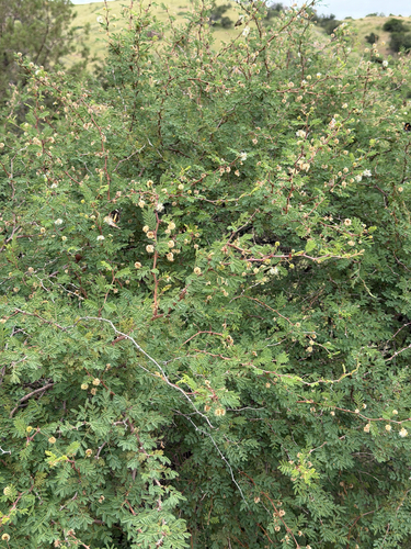 Mimosa biuncifera, photograph 6