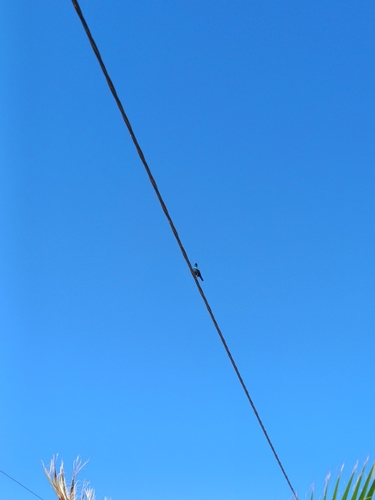 Cape Starling