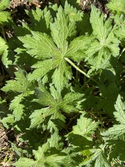 Geranium sylvaticum