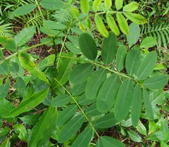 Senna acclinis