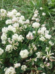 Trifolium nigrescens