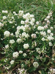 Trifolium nigrescens
